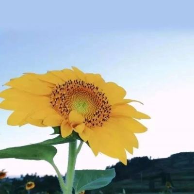 单机的打鱼游戏app下载