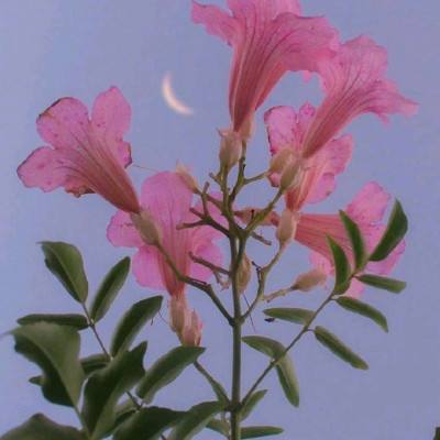 天成彩票手机app下载